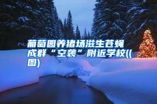 葡萄園養(yǎng)豬場滋生蒼蠅 成群“空襲”附近學校((圖)