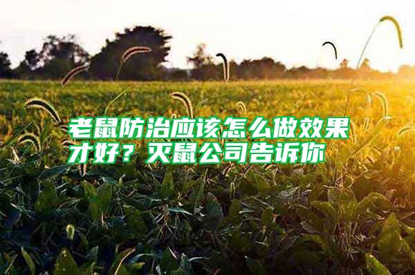 老鼠防治應(yīng)該怎么做效果才好？滅鼠公司告訴你