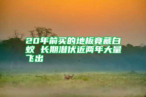 20年前買的地板竟藏白蟻 長(zhǎng)期潛伏近兩年大量飛出