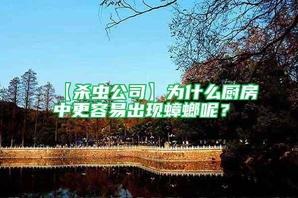 【殺蟲公司】為什么廚房中更容易出現(xiàn)蟑螂呢？