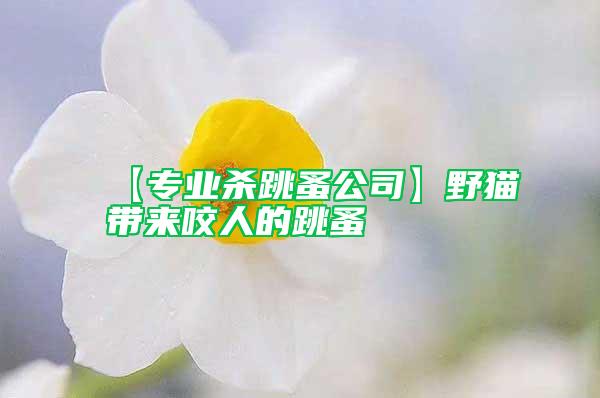 【專業殺跳蚤公司】野貓帶來咬人的跳蚤