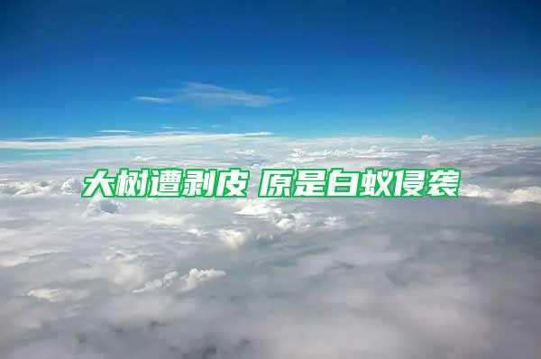 大樹遭剝皮　原是白蟻侵襲