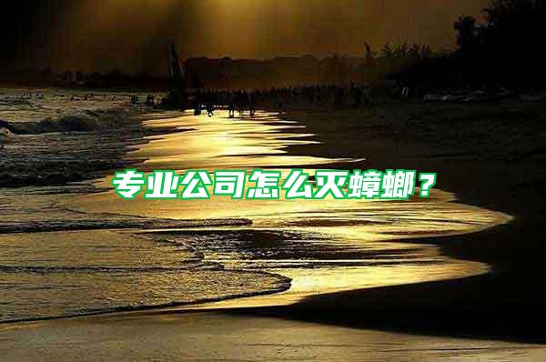 專業公司怎么滅蟑螂？