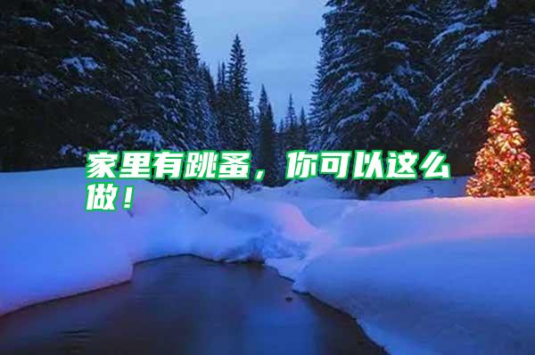家里有跳蚤，你可以這么做！