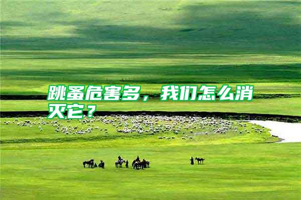 跳蚤危害多，我們怎么消滅它？