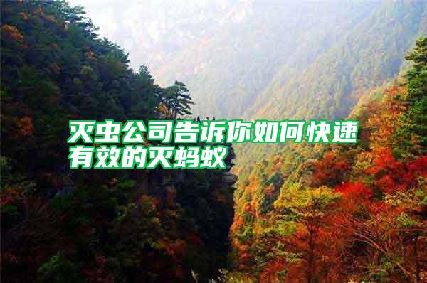 滅蟲(chóng)公司告訴你如何快速有效的滅螞蟻