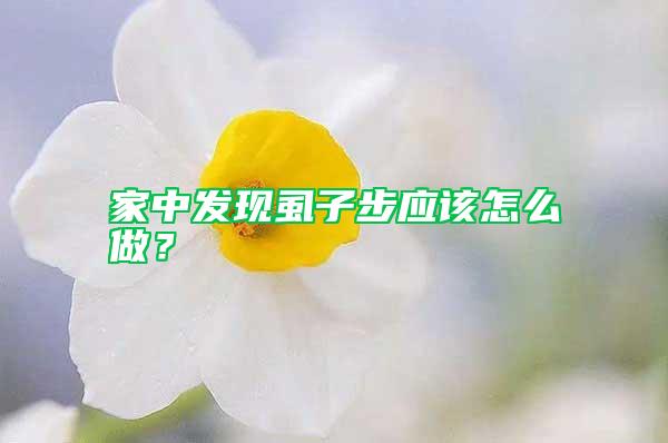 家中發現虱子步應該怎么做？