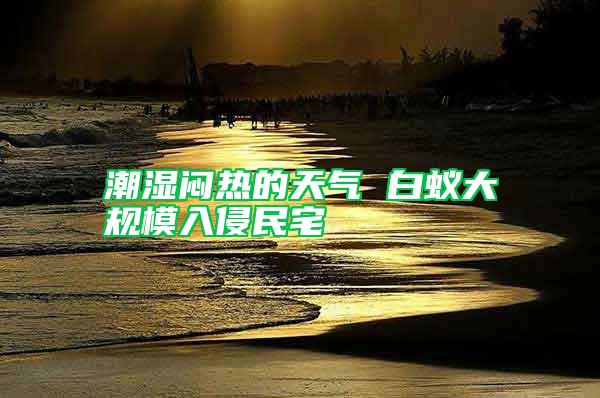 潮濕悶熱的天氣 白蟻大規(guī)模入侵民宅