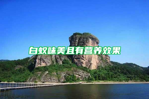白蟻味美且有營(yíng)養(yǎng)效果
