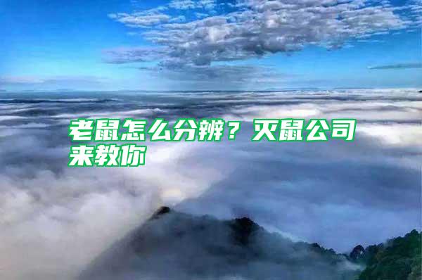 老鼠怎么分辨？滅鼠公司來教你