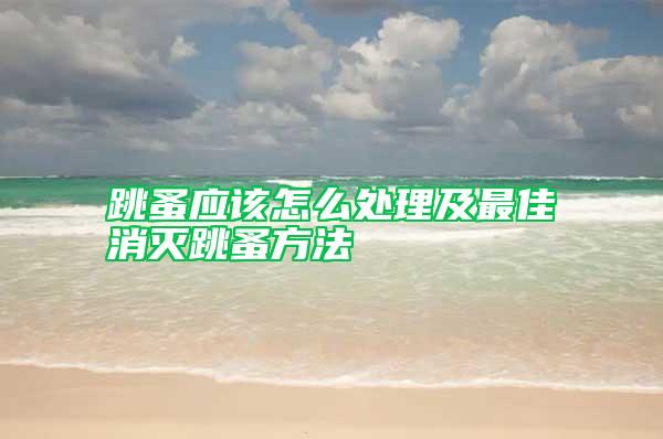 跳蚤應該怎么處理及最佳消滅跳蚤方法