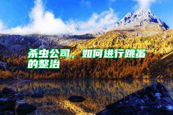 殺蟲公司，如何進行跳蚤的整治