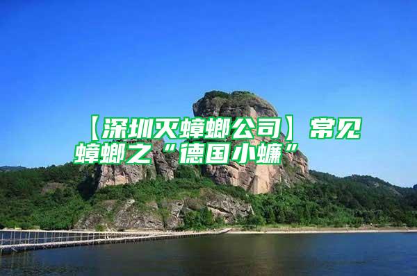 【深圳滅蟑螂公司】常見(jiàn)蟑螂之“德國(guó)小蠊”