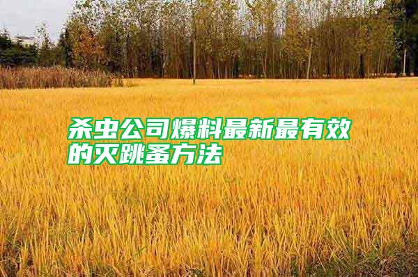 殺蟲(chóng)公司爆料最新最有效的滅跳蚤方法