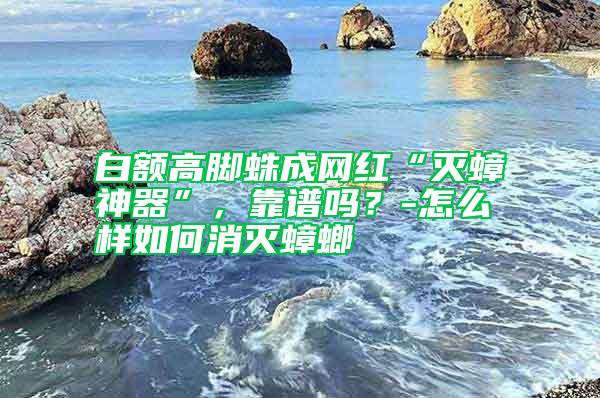 白額高腳蛛成網(wǎng)紅“滅蟑神器”，靠譜嗎？-怎么樣如何消滅蟑螂