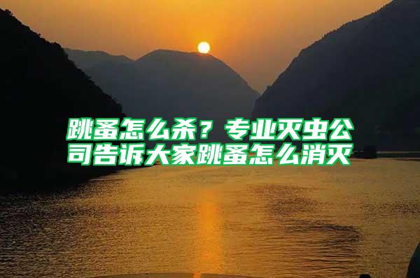 跳蚤怎么殺？專業滅蟲公司告訴大家跳蚤怎么消滅