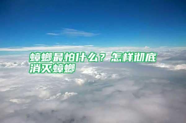 蟑螂最怕什么？怎樣徹底消滅蟑螂