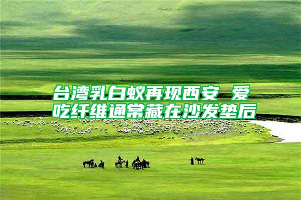 臺灣乳白蟻再現西安 愛吃纖維通常藏在沙發墊后