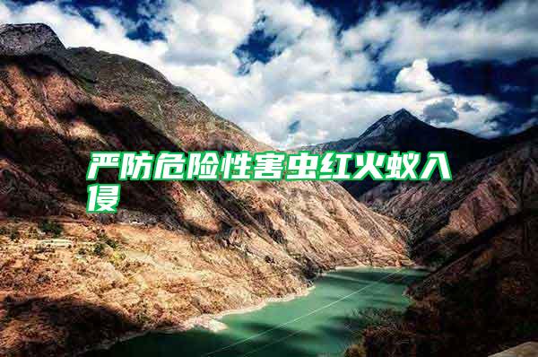 嚴防危險性害蟲紅火蟻入侵