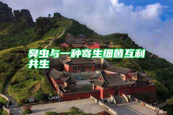 臭蟲與一種寄生細(xì)菌互利共生