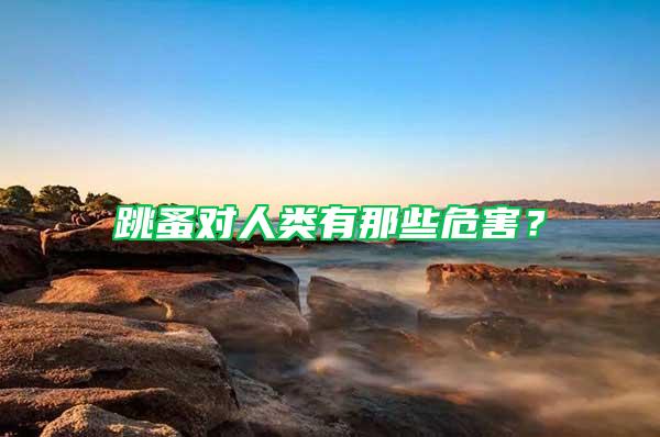 跳蚤對人類有那些危害？