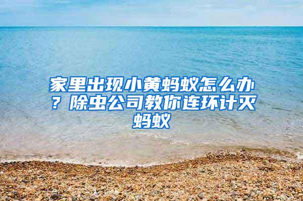 家里出現(xiàn)小黃螞蟻怎么辦？除蟲(chóng)公司教你連環(huán)計(jì)滅螞蟻