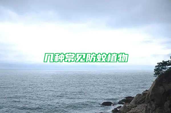 幾種常見(jiàn)防蚊植物