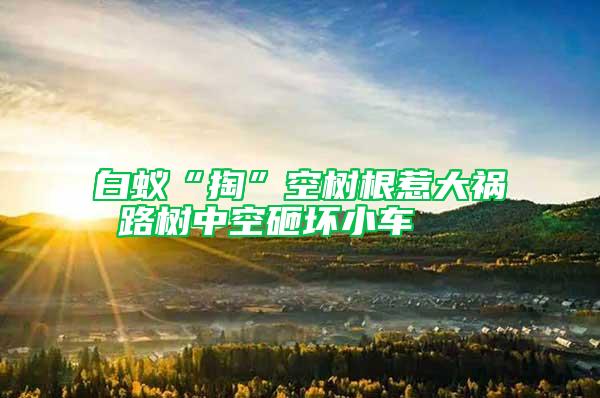 白蟻“掏”空樹(shù)根惹大禍 路樹(shù)中空砸壞小車(chē)