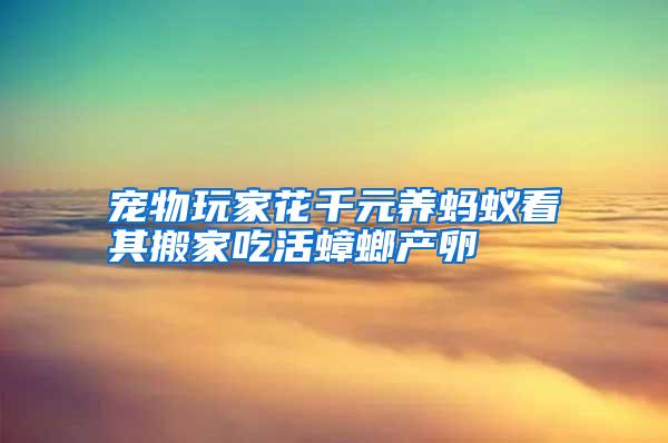 寵物玩家花千元養(yǎng)螞蟻看其搬家吃活蟑螂產(chǎn)卵