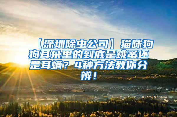【深圳除蟲公司】貓咪狗狗耳朵里的到底是跳蚤還是耳螨？4種方法教你分辨！