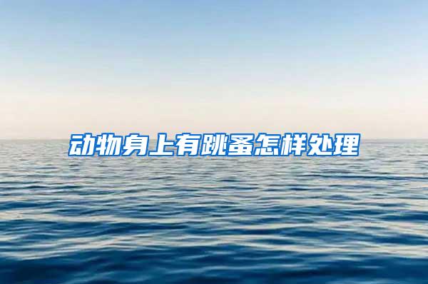 動(dòng)物身上有跳蚤怎樣處理