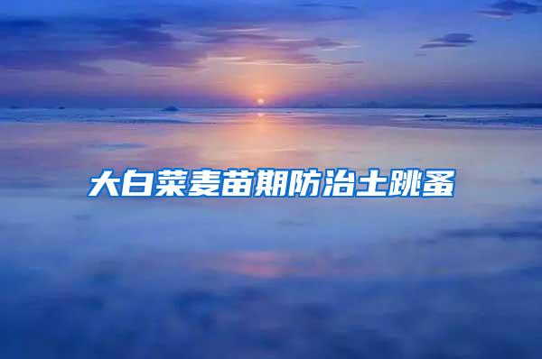 大白菜麥苗期防治土跳蚤