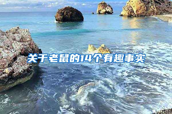 關于老鼠的14個有趣事實