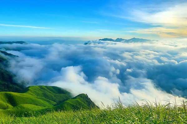 最常見(jiàn)的小黃家蟻