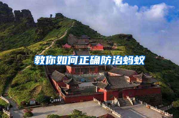 教你如何正確防治螞蟻