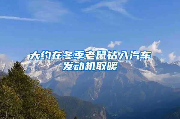 大約在冬季老鼠鉆入汽車發(fā)動機(jī)取暖
