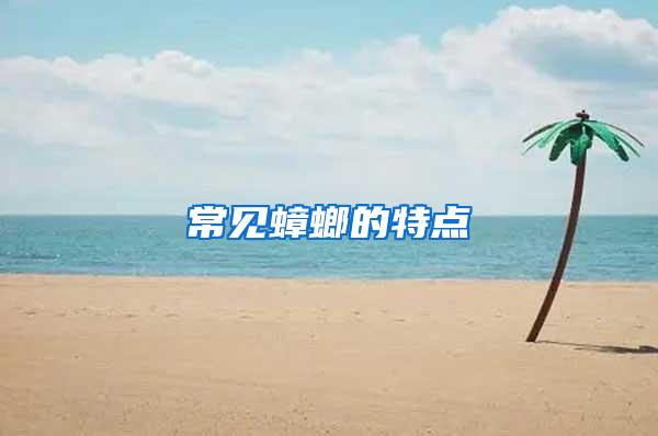 常見蟑螂的特點