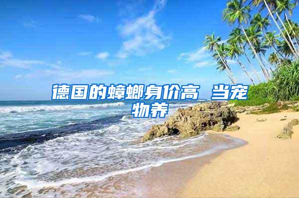 德國的蟑螂身價高 當(dāng)寵物養(yǎng)