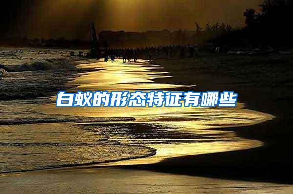白蟻的形態特征有哪些