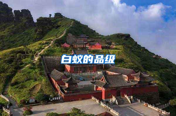 白蟻的品級