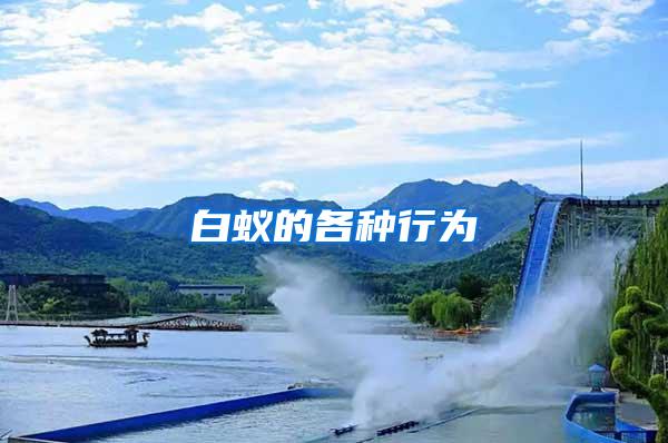 白蟻的各種行為