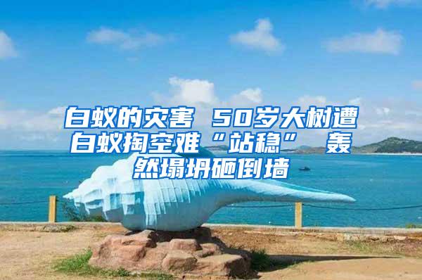 白蟻的災害 50歲大樹遭白蟻掏空難“站穩” 轟然塌坍砸倒墻