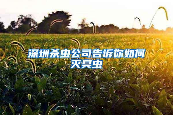 深圳殺蟲(chóng)公司告訴你如何滅臭蟲(chóng)
