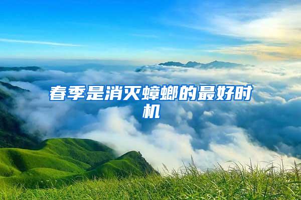 春季是消滅蟑螂的最好時機(jī)
