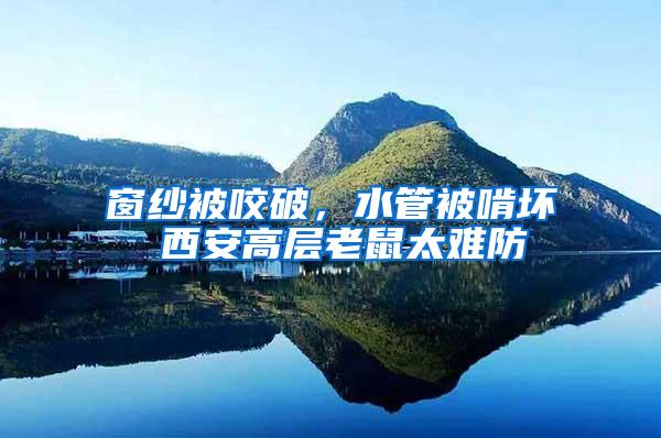 窗紗被咬破，水管被啃壞 西安高層老鼠太難防