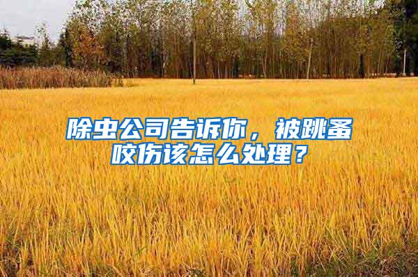 除蟲(chóng)公司告訴你，被跳蚤咬傷該怎么處理？