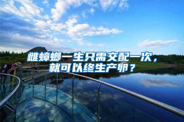 雌蟑螂一生只需交配一次，就可以終生產(chǎn)卵？