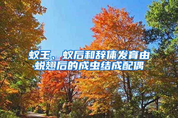 蟻王、蟻后和辭體發(fā)育由蛻翅后的成蟲結(jié)成配偶