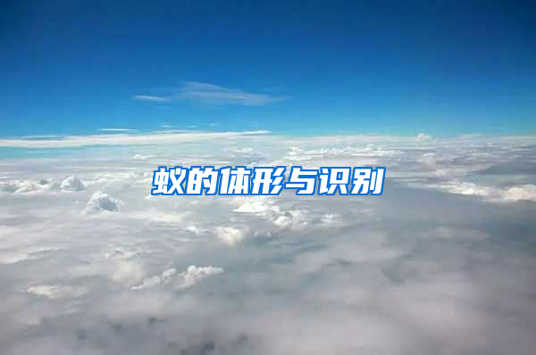 蟻的體形與識別