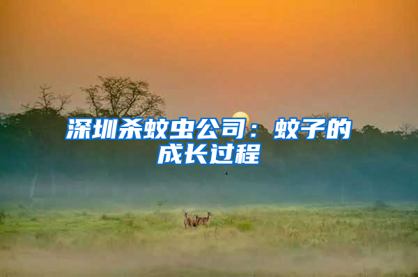 深圳殺蚊蟲公司：蚊子的成長過程